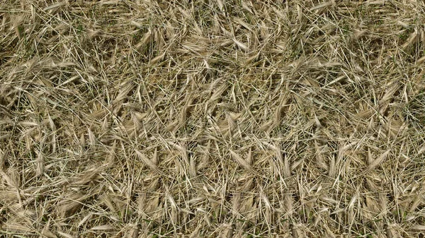 Hintergrund Von Trockenem Gras Und Ähren — Stockfoto