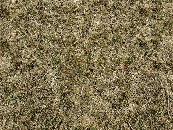 Background Dry Grass Ears Corn — Stock Photo, Image