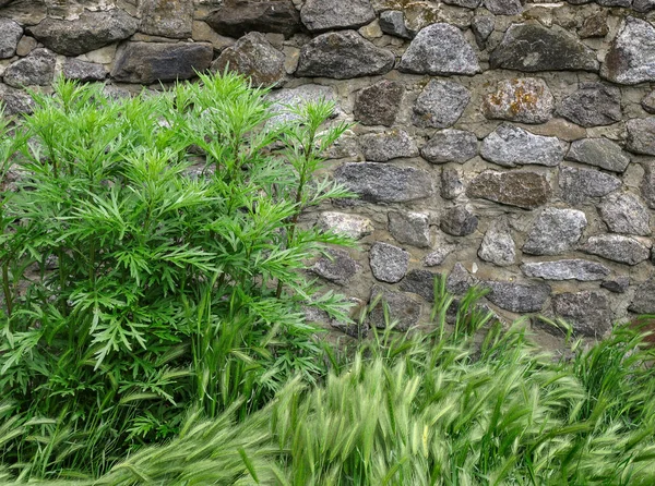 Hierba Verde Cerca Pared Piedra Áspera Con Textura Áspera — Foto de Stock