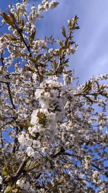 Bahar bahçeleri, mavi gökyüzüne karşı beyaz kiraz çiçekleri..