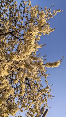 Bahar bahçeleri, mavi gökyüzüne karşı beyaz kiraz çiçekleri..