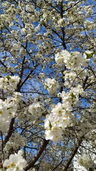 Wiosna kwitnące ogrody, białe kwiaty wiśni na tle błękitnego nieba. — Zdjęcie stockowe