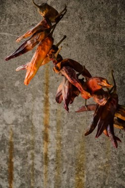 Gri arka planda kurutulmuş kırmızı kırmızı kırmızı biber demeti....