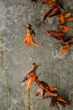 Gri arka planda kurutulmuş kırmızı kırmızı kırmızı biber demeti....