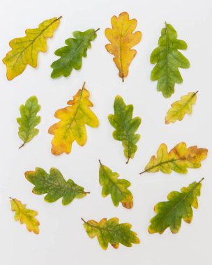 farklı boyutu ve rengi beyaz bir arka plan üzerinde meşe yaprakları