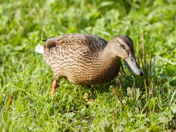 Ente läuft auf Gras — Stockfoto