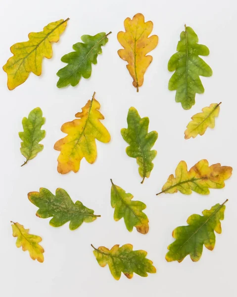 Diferente em tamanho e cor de folhas de carvalho em um fundo branco — Fotografia de Stock