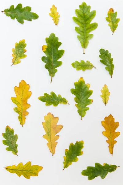 Diferente em tamanho e cor de folhas de carvalho em um fundo branco — Fotografia de Stock