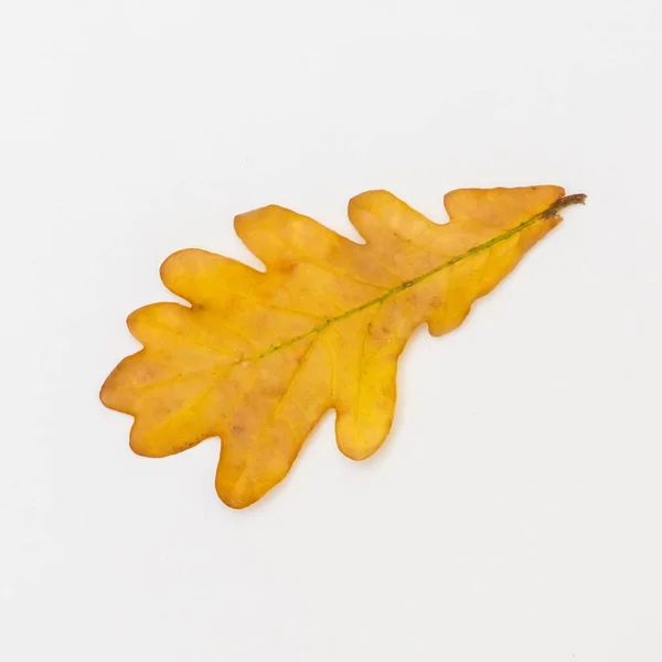 Один коричневый дуб лист на белом фоне — стоковое фото