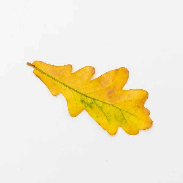Один желтый дубовый лист на белом фоне — стоковое фото