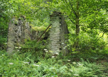 Yıkık duvarları olan, sık yeşil ormanlarda bitki ve eğreltiotlarıyla kaplanmış eski bir taş ev.