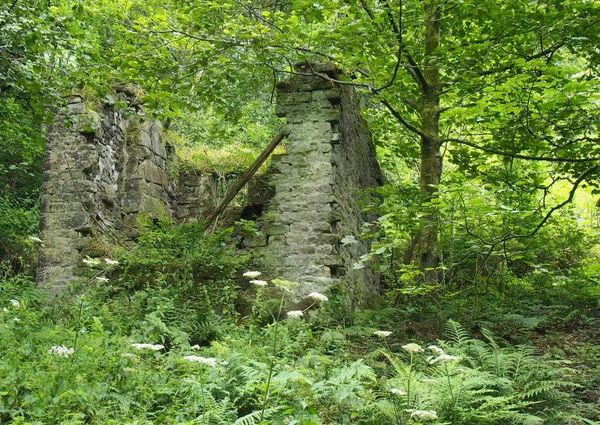 Una antigua casa de piedra en ruinas con paredes derrumbadas cubiertas de plantas y helechos en un denso bosque verde — Foto de Stock