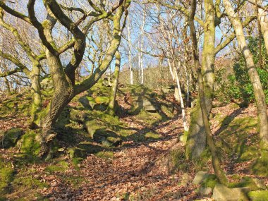 a narrow hillside path in a bright sunlit winter forest surrounded by moss covered rocks and twisted trees
