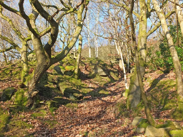Egy keskeny domboldali ösvény egy fényes napsütötte téli erdőben mohával borított sziklákkal és csavart fákkal körülvéve — Stock Fotó