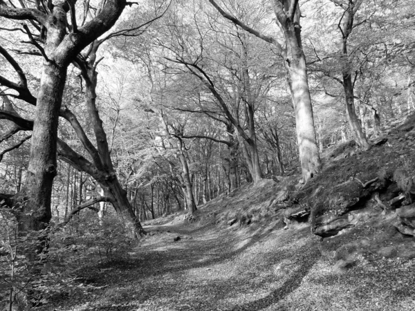 Monochrome image if a sunlit footpath in autumn woodland with leaves and branches against a bright sky — Stockfoto