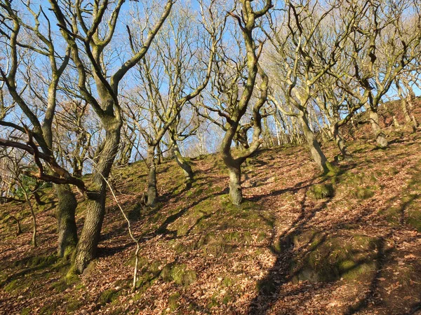 Яркий солнечный зимний лес на склоне холма с извилистыми деревьями и ветвями, отбрасывающими тени на землю в окружении покрытых мхом скал с ярко-голубым небом — стоковое фото