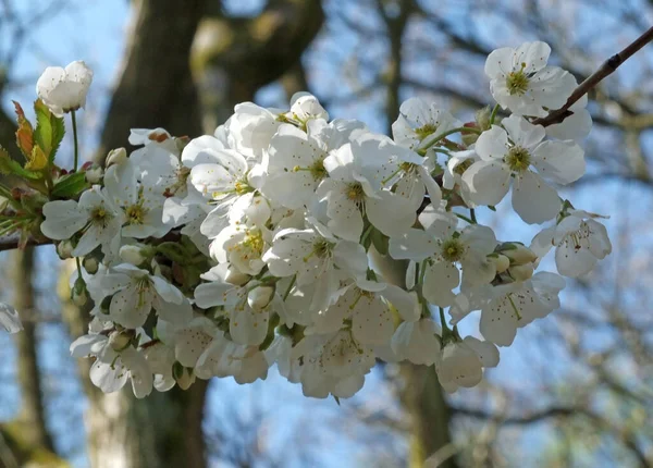 Fleur de pomme blanche sur une branche sur un fond de forêt — Photo