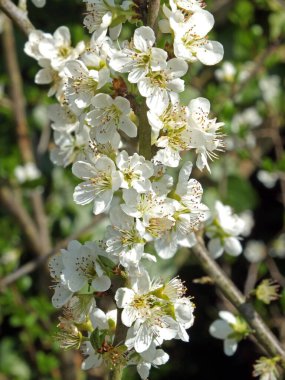 yeşil yay arka planda vahşi elma çiçeği