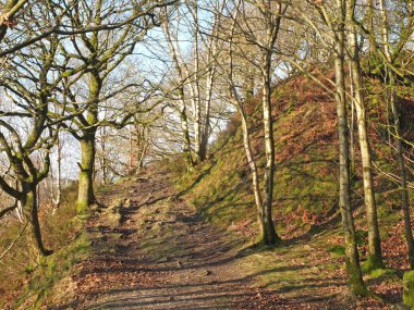 a narrow hillside path in a bright sunlit winter forest surrounded by moss covered rocks and twisted trees