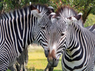 a close up of the heads of two grevys zebras in front of grass and trees