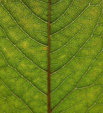 full frame close up of an green early autumn leaf showing veins and cells