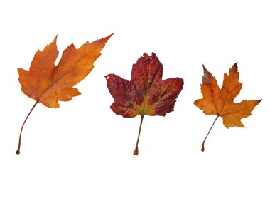 three mixed brown and red autumn leaves on a white background