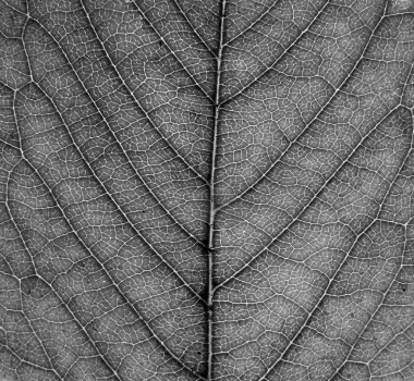 monochrome full frame close up of a leaf showing veins and cell details