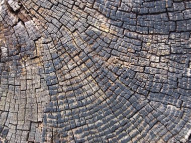 old cracked timber surface with tree rings and lines in a geometric concentric pattern