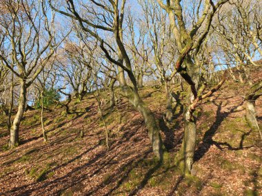 a bright sunlit winter forest on a hillside with twisted trees and branches casting shadows on the ground surrounded by moss covered rocks with bright blue sky