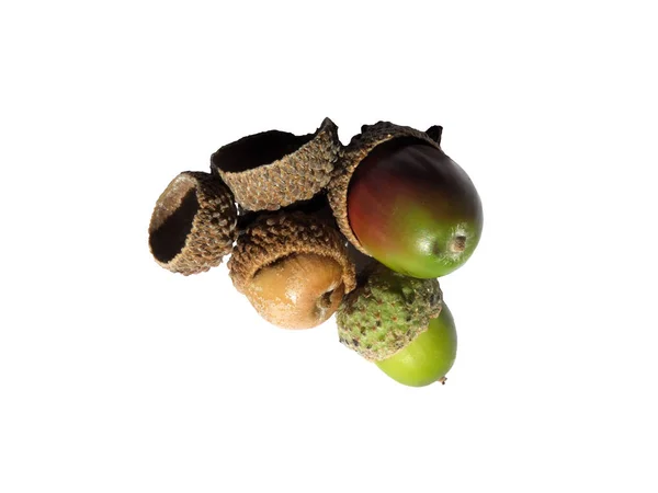 A group of acorns with green and red colours on a white background — 스톡 사진