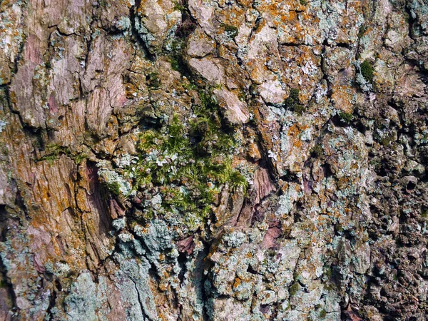 Casca de faia marrom velho com textura áspera e musgo verde e líquen — Fotografia de Stock