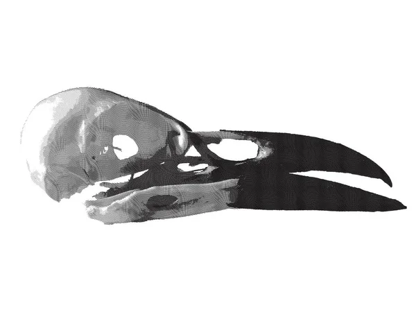 Vintage monochrome engraving style illustration of a crow skull with open beak on a white background — 스톡 사진