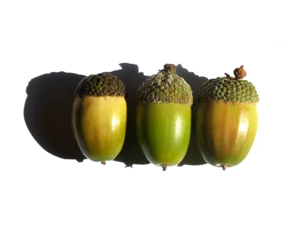Three green and brown autumn acorns on a white background with shadows — 스톡 사진