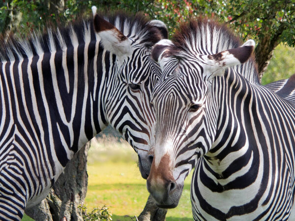 A close up of the heads of two grevys zebras in front of grass and trees