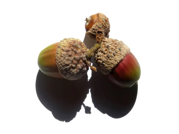 A group of three acorns with green and red colours on a white background with shadow — 스톡 사진