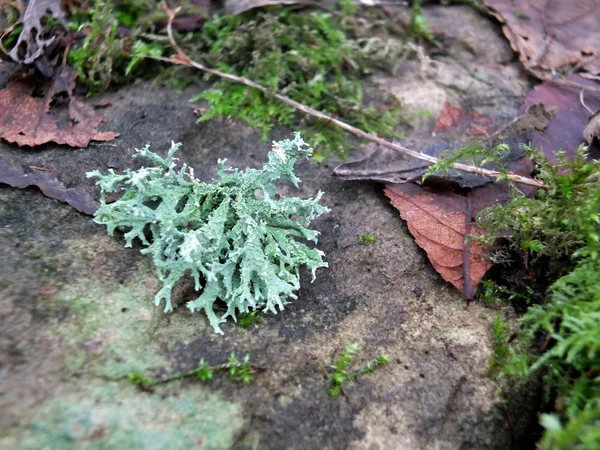 Un enfoque selectivo de cerca de musgo de invierno y liquen en piedra húmeda con hojas muertas y ramitas —  Fotos de Stock