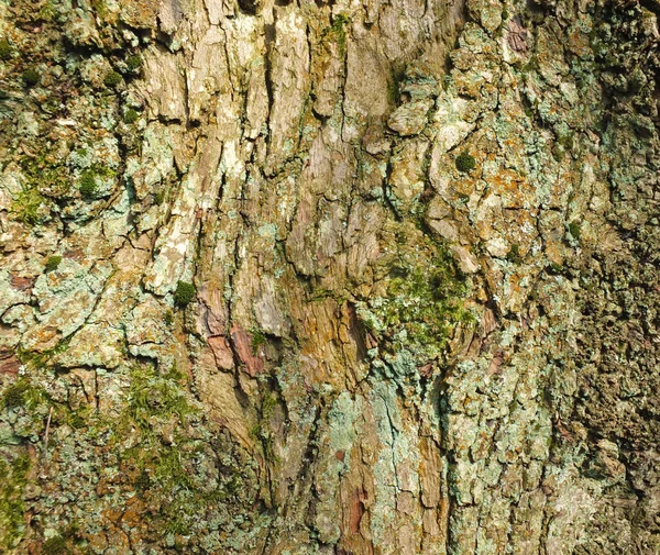 Alte braune Buchenrinde mit rauer Struktur und grünem Moos und Flechten — Stockfoto