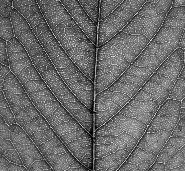 Quadro completo monocromático perto de uma folha mostrando veias e detalhes da célula — Fotografia de Stock