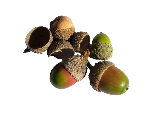 A group of acorns with green and red colors on a white background — 스톡 사진