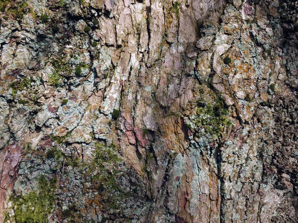 Old brown beech tree bark with rough texture and green moss and lichen — Stok fotoğraf