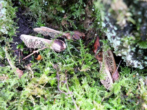 Un enfoque selectivo de cerca de musgo de invierno y liquen en piedras húmedas con hojas muertas y semillas de sicomoro —  Fotos de Stock