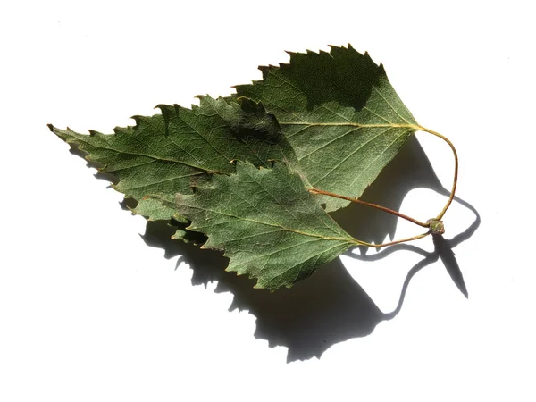 green leaves on white background