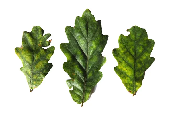 Three green oak leaves beginning to turn yellow in september on a white background — 스톡 사진