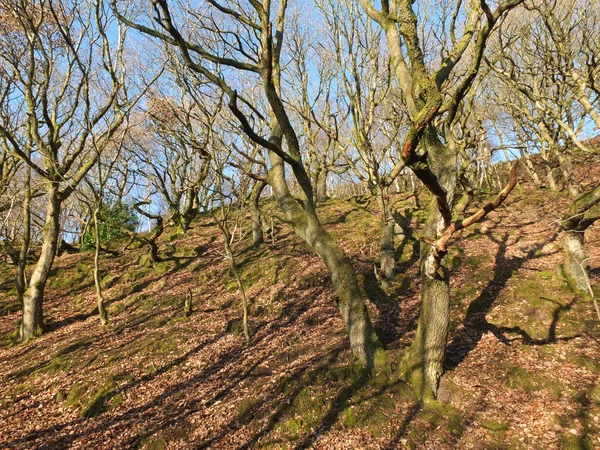 A bright sunlit winter forest on a hillside with twisted trees and branches casting shadows on the ground surrounded by moss covered rocks with bright blue sky — 스톡 사진