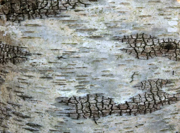 A close up of white birch bark on a tree trunk showing distinctive cracks and texture — Stock Photo, Image