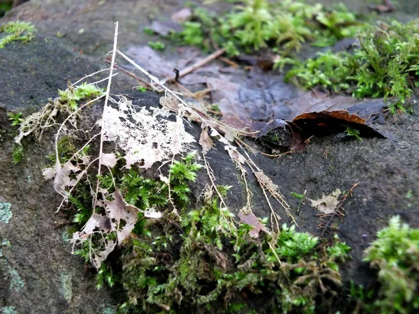 Un enfoque selectivo de cerca de musgo de invierno y un esqueleto de hoja en piedra húmeda —  Fotos de Stock