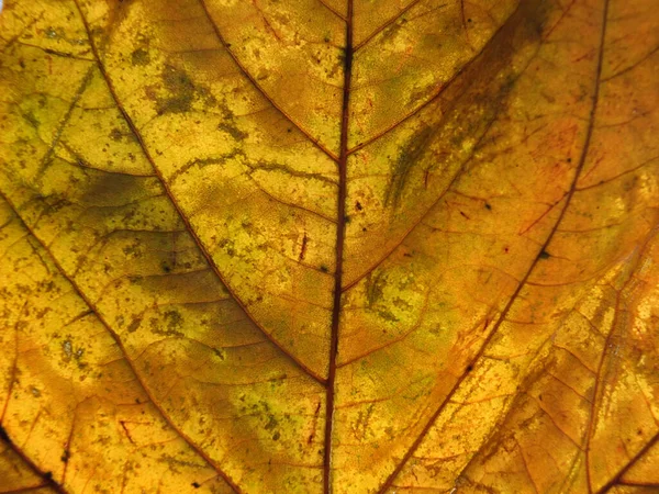 Kompletní Rám Zblízka Oranžově Hnědého Podzimního Listu Žilami Buňkami — Stock fotografie