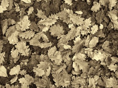 Tam kare sepia tonlu arka plan görüntüsü. Kışın bir orman zemininde kahverengi ve siyah meşe yaprakları.