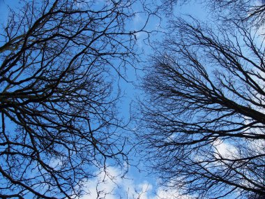Mavi bulutlu gökyüzüne karşı, kış ormanı ağaçlarının dallarının yukarıya bakan görüntüsü.