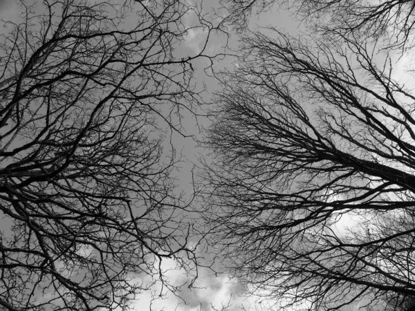 Монохромний Вид Зверху Гілки Зимових Лісових Дерев Хмарне Небо — стокове фото